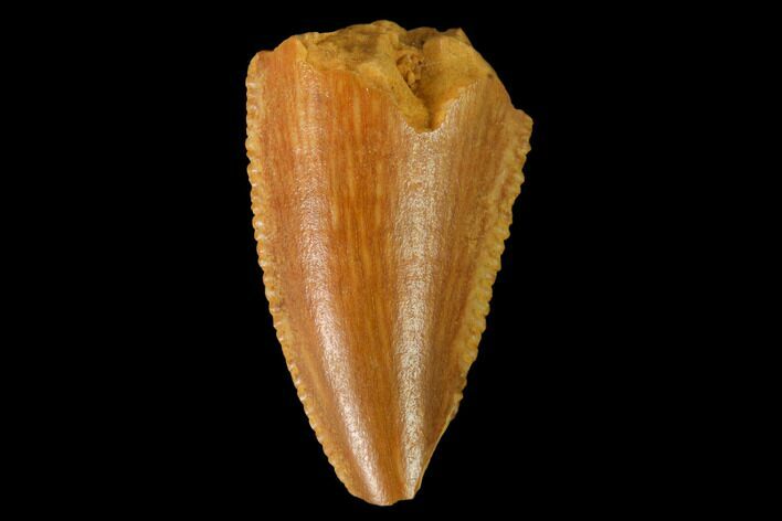 Serrated, Raptor Tooth - Real Dinosaur Tooth #167189